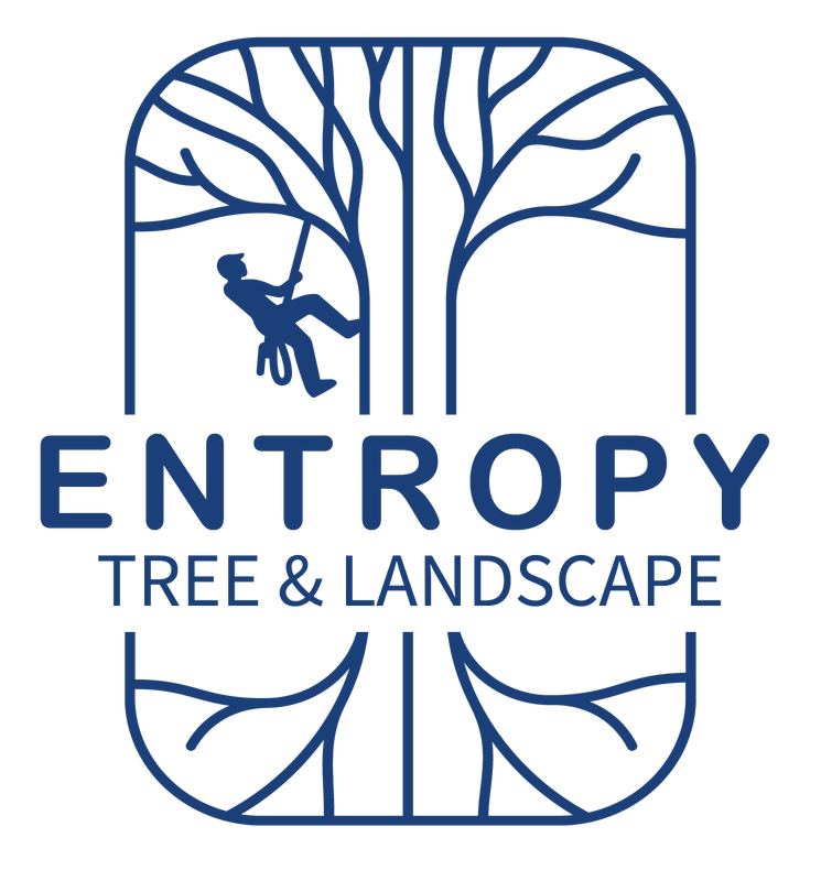 Entropy Tree Landscape