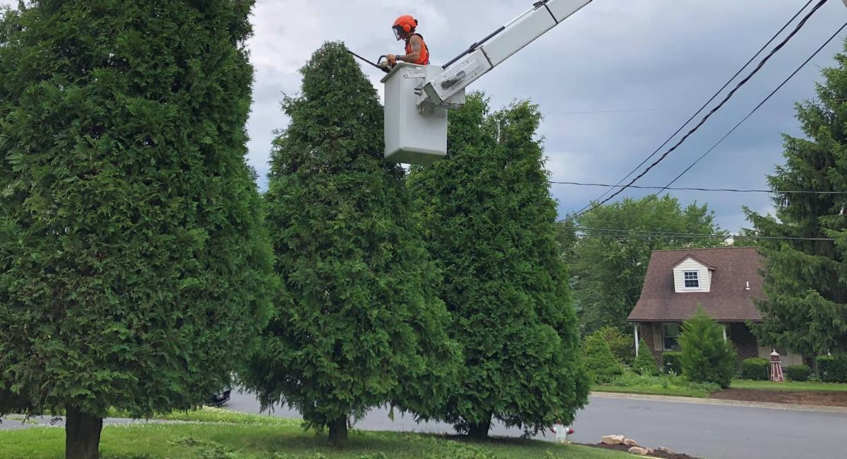 Doug's Tree Service