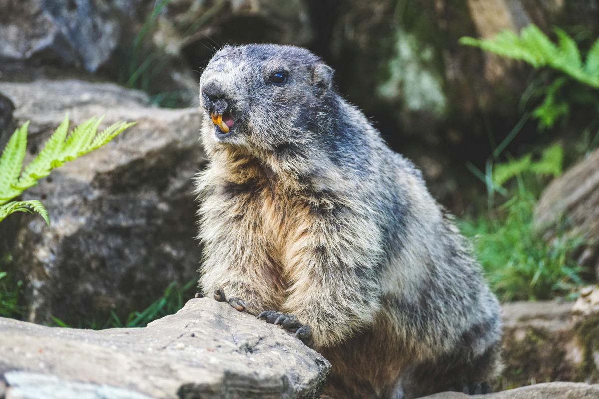 Eastern Wildlife Solutions
