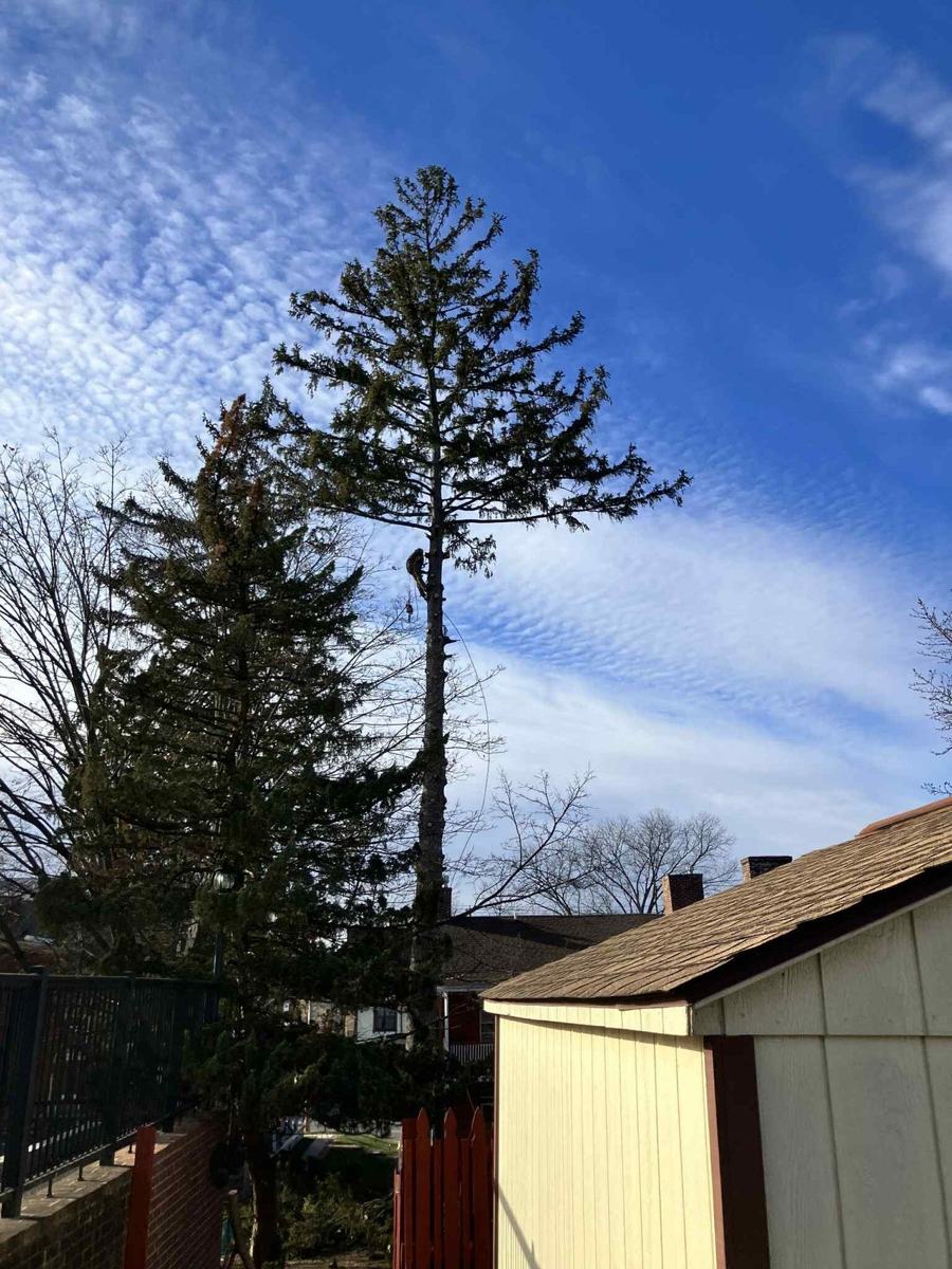 H&S Tree Service