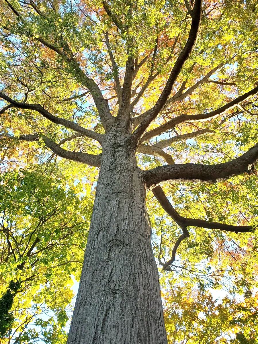 J. Greenwood Tree Services LLC