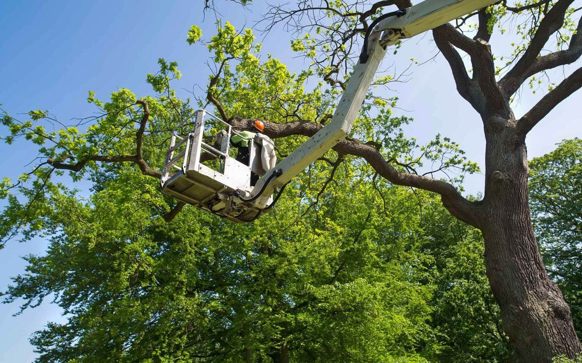 Jorge's Tree Service, LLC